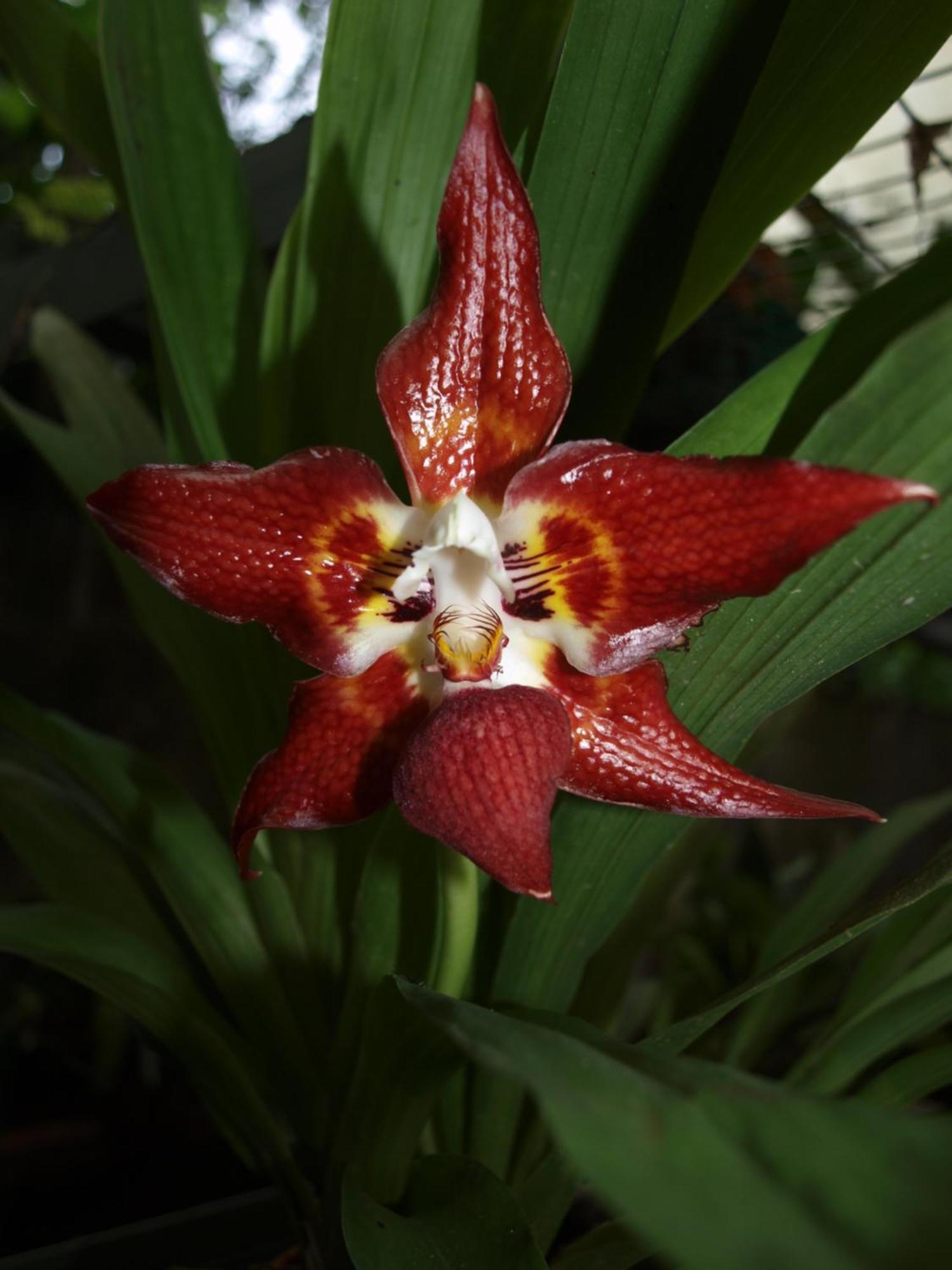 Cabanas Armonia Y Jardin De Orquideas Міндо Екстер'єр фото