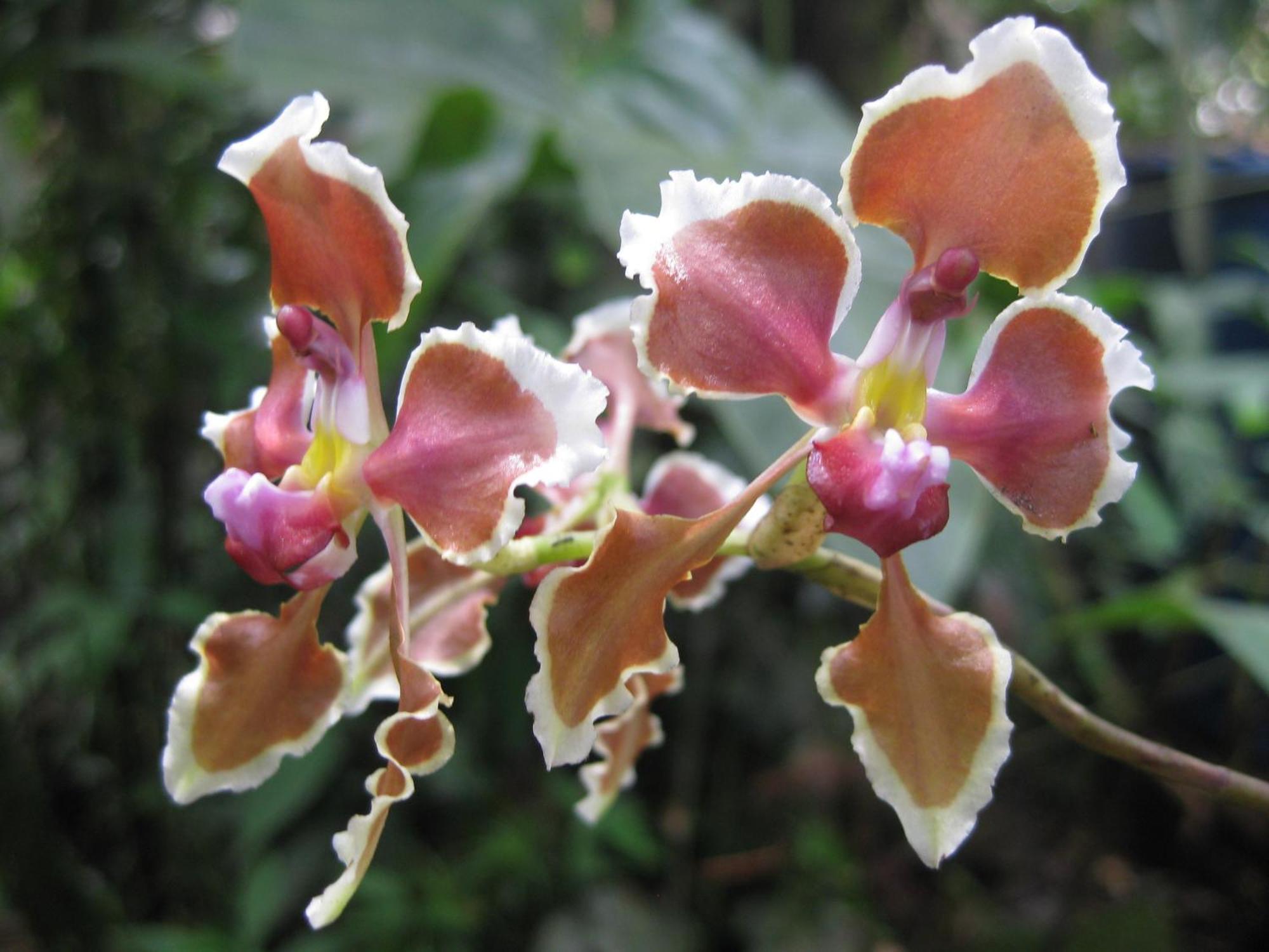 Cabanas Armonia Y Jardin De Orquideas Міндо Екстер'єр фото
