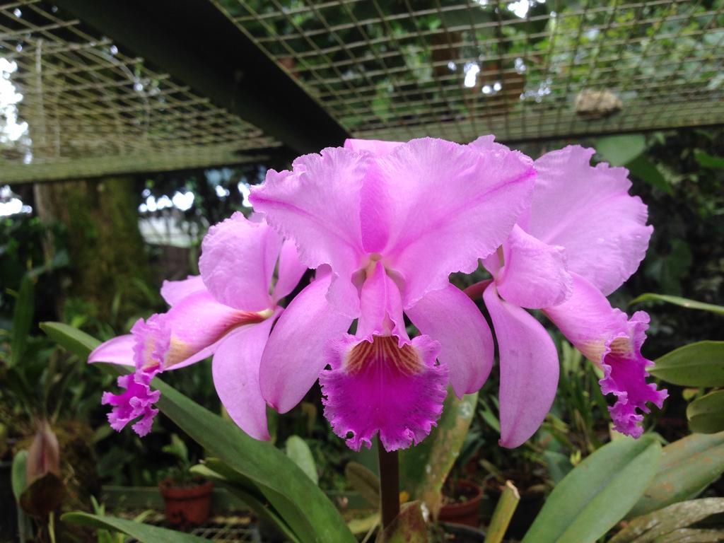 Cabanas Armonia Y Jardin De Orquideas Міндо Екстер'єр фото
