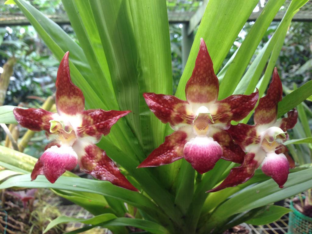 Cabanas Armonia Y Jardin De Orquideas Міндо Екстер'єр фото
