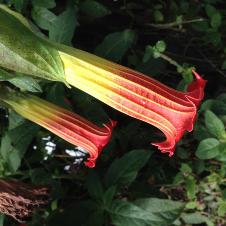 Cabanas Armonia Y Jardin De Orquideas Міндо Екстер'єр фото