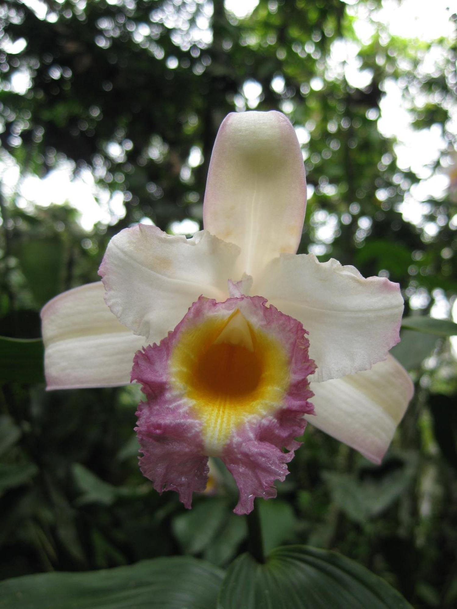 Cabanas Armonia Y Jardin De Orquideas Міндо Екстер'єр фото