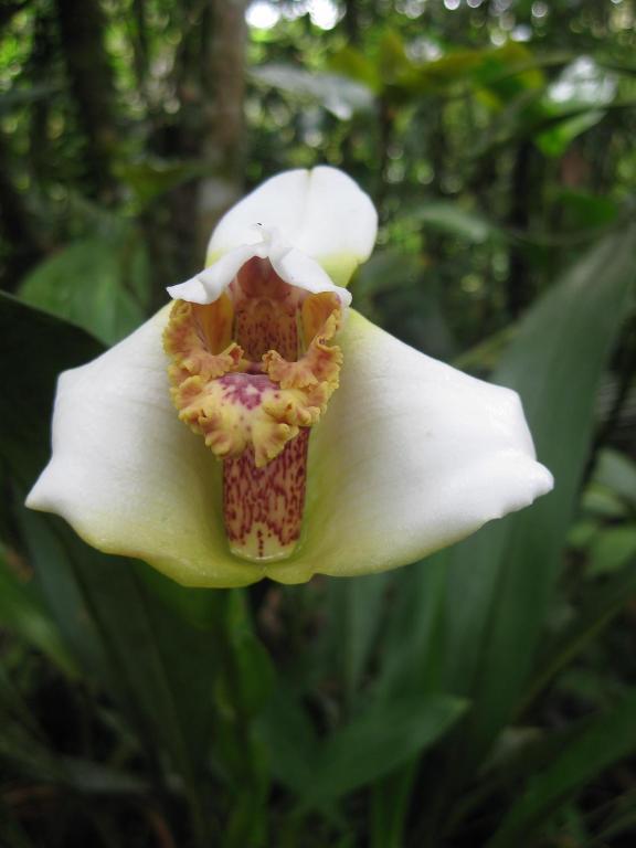 Cabanas Armonia Y Jardin De Orquideas Міндо Екстер'єр фото