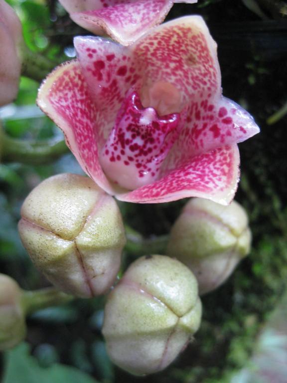 Cabanas Armonia Y Jardin De Orquideas Міндо Екстер'єр фото