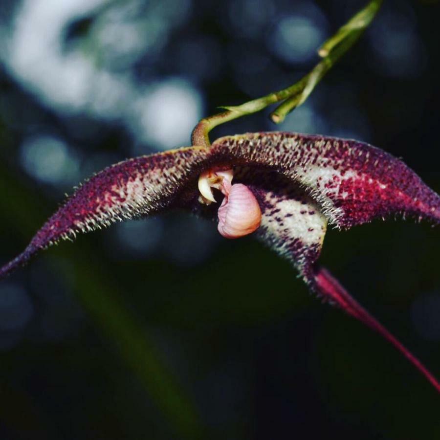 Cabanas Armonia Y Jardin De Orquideas Міндо Екстер'єр фото